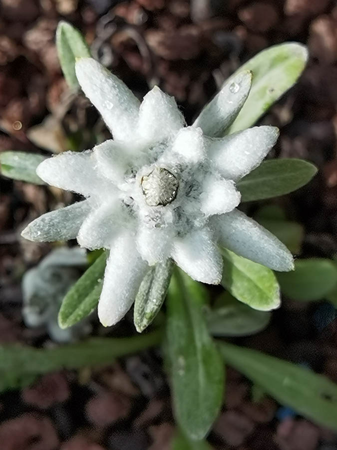 Leontopodium alpinum en fleurs sur des éboulis calcaires des Alpes slovènes